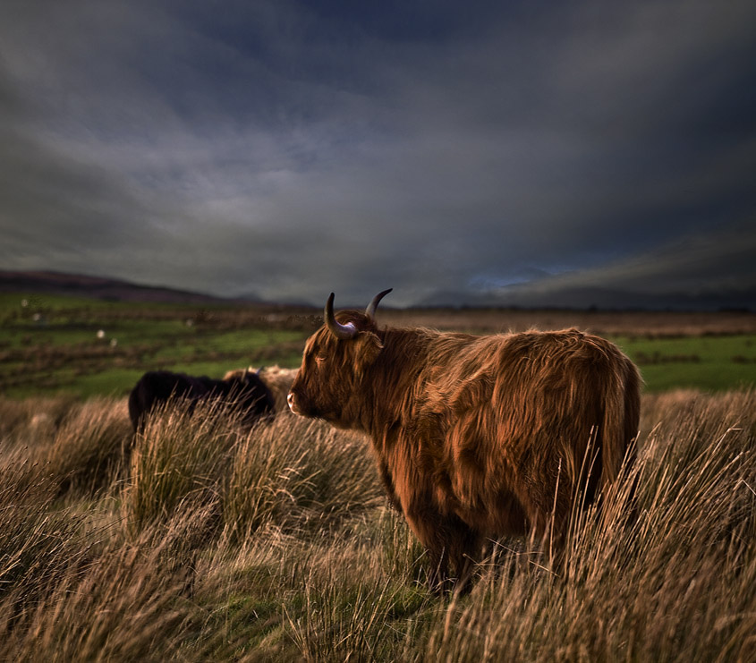 © Arnold Ochman - Scottish Hero