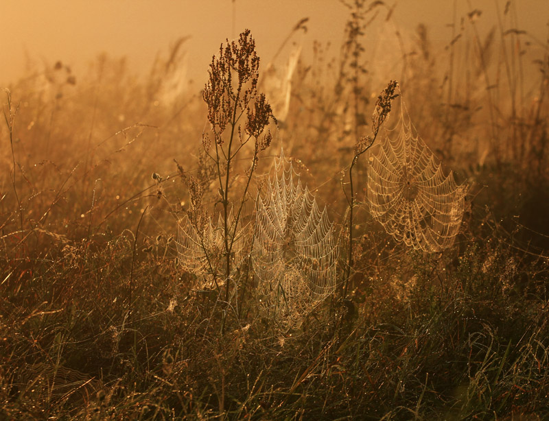 © Magdalena Szurek - Morning