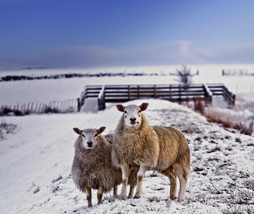 © Arnold Ochman - Sheep