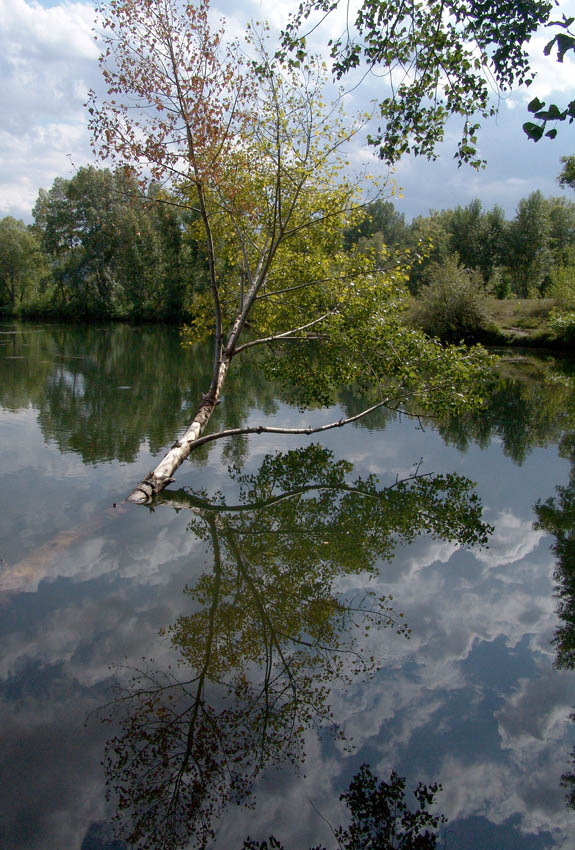 © Анатолий Семёнов - земноводное дерево