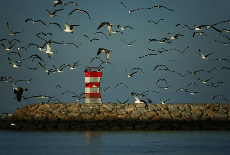 © Magdalena Szurek - Birds