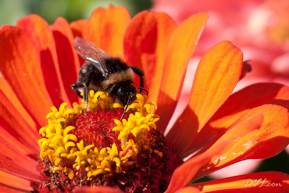 © Dmitriy Leontyev - bumblebee (шмель)