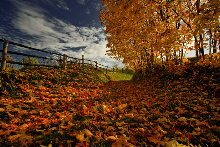 © Magdalena Szurek - autumn colors