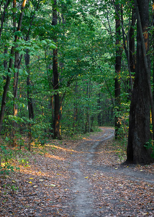 © Sergey Ustinov - Out through the woods...