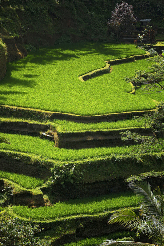 © perak man - postcard from Bali