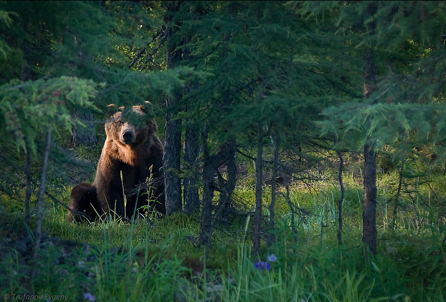 © Evgeny Trufanov - *