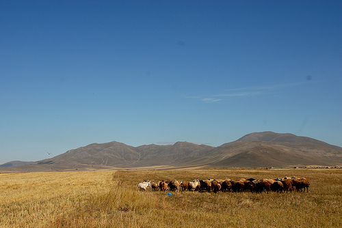 © wim r - yezidi shepherds