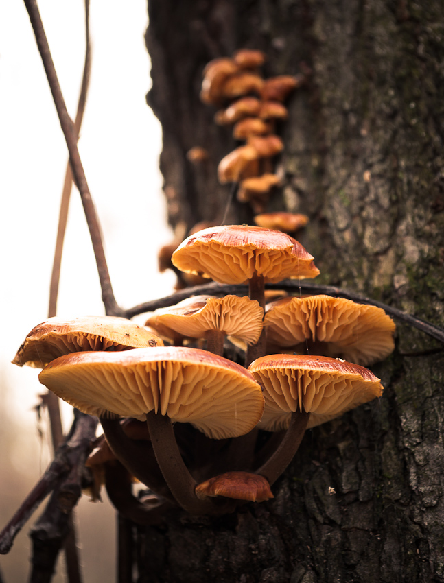 © Sergey Ustinov - Honey mushrooms. False, though...