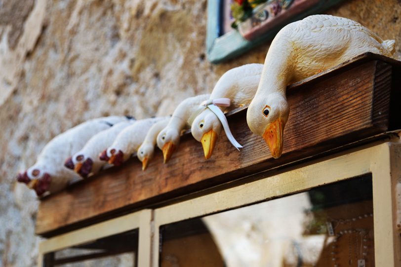 © Arevik Hambardzumyan - Farm birds