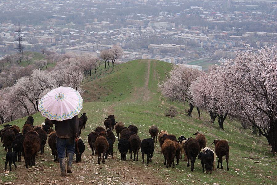 © Anvar Khodzaniyazov - Pink Spring