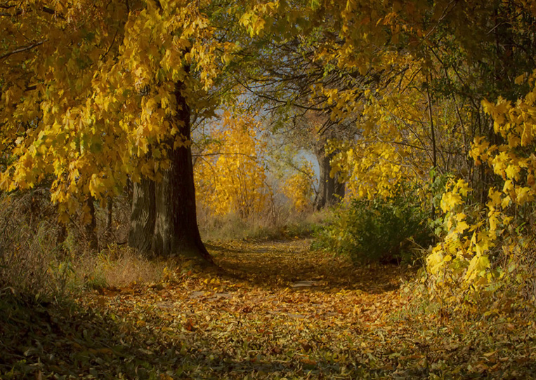 © Magdalena Szurek - Autumn .....