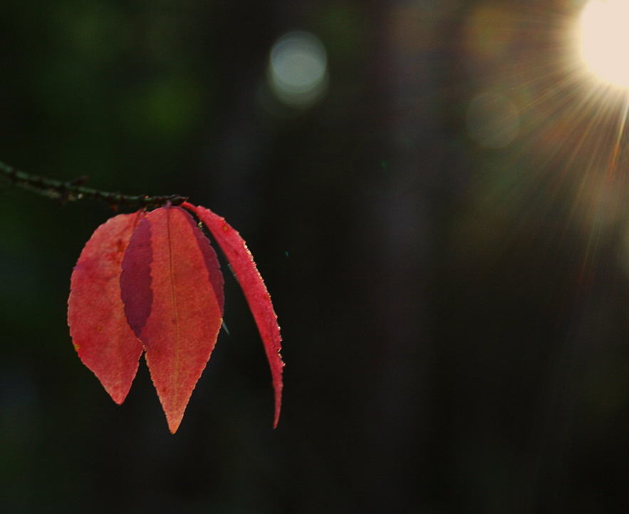 © Matvei BELYI - Ноктюрн осенних листьев