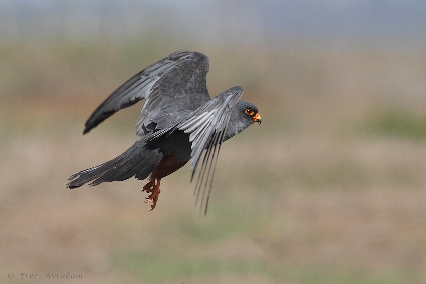 © erez avraham - Red Footed Falcon