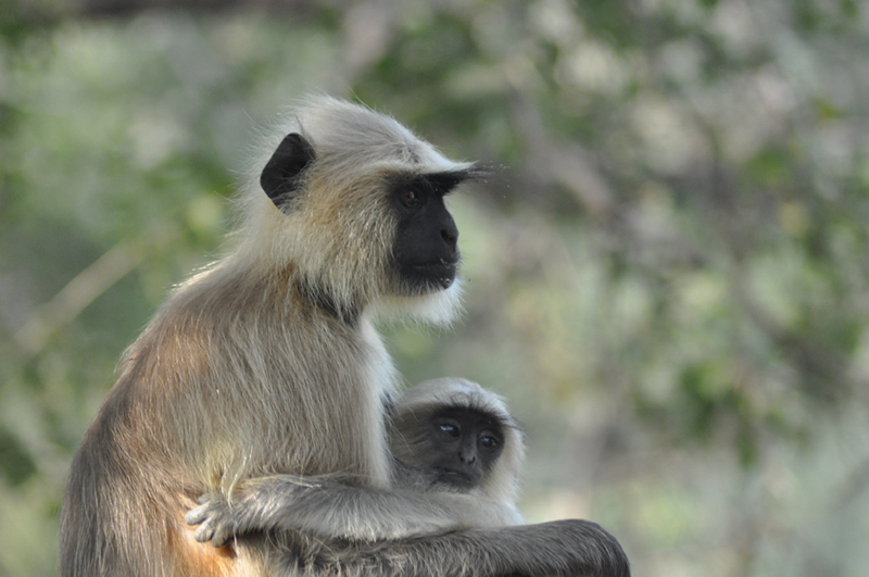 © Susheel Pandey - Baby Langur in Safe Hands