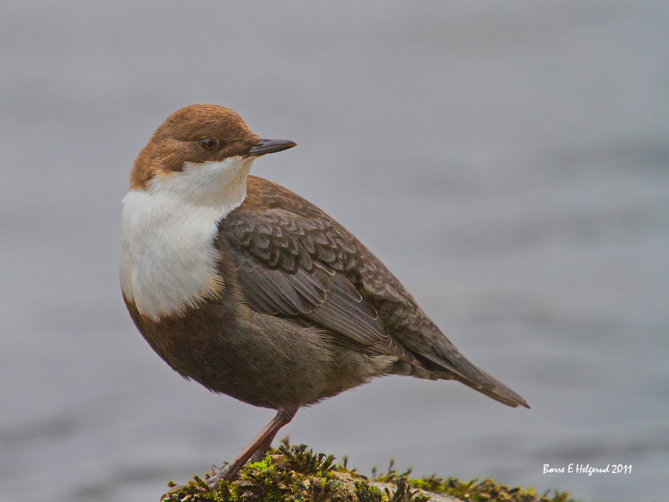 © Børre Eirik Helgerud - White-throated Dipper