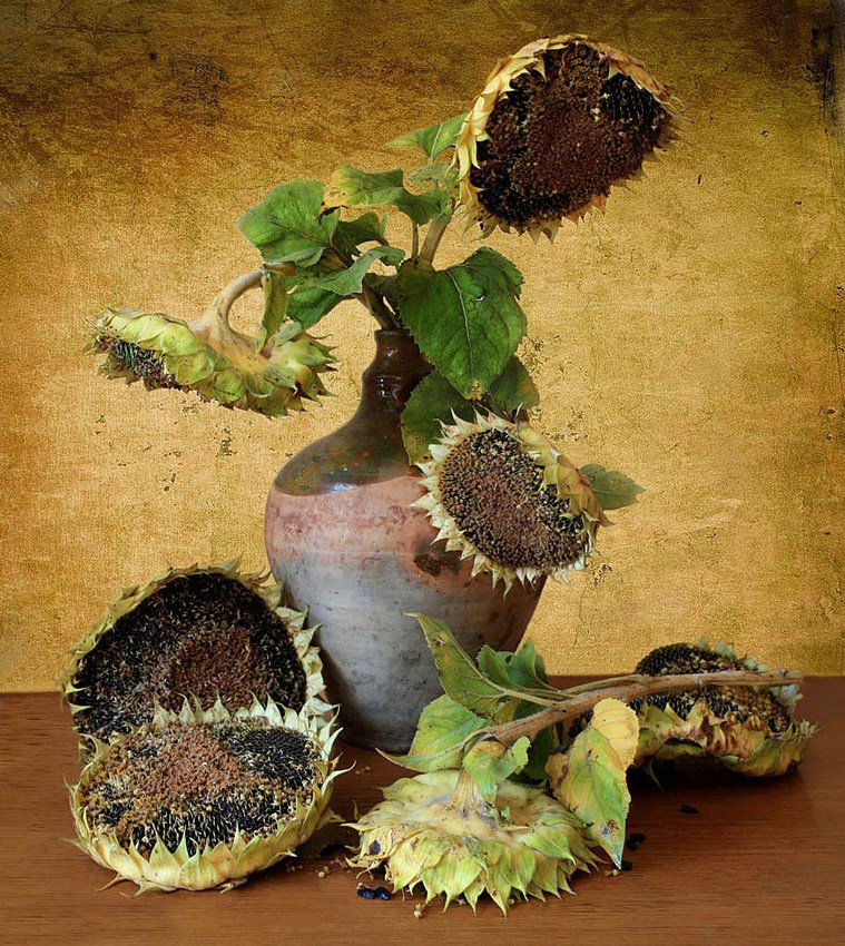 © Lena Cherkes - autumn sunflowers