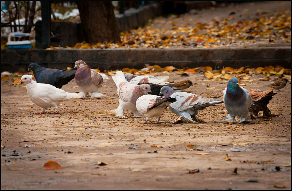 © Alexey PLAKHOTIN - Pigeons