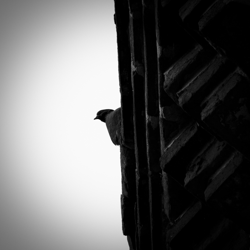 © Oleg Mansurov - Pigeon on a chapel