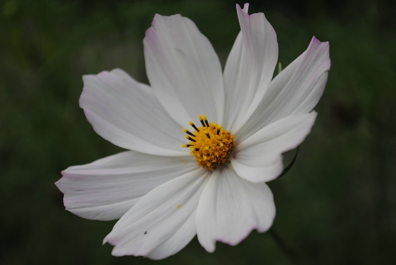 © Jelena Nefjodova - Flower