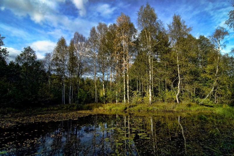 © Denis Chavkin - forest pond