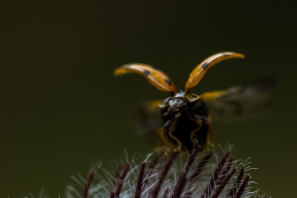 © Gunnar Thorsen jr. - Take Off