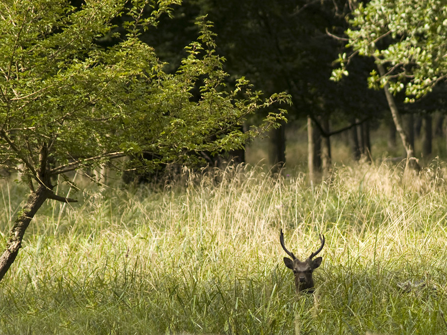 © Stephen Fenstov - Sika Deer