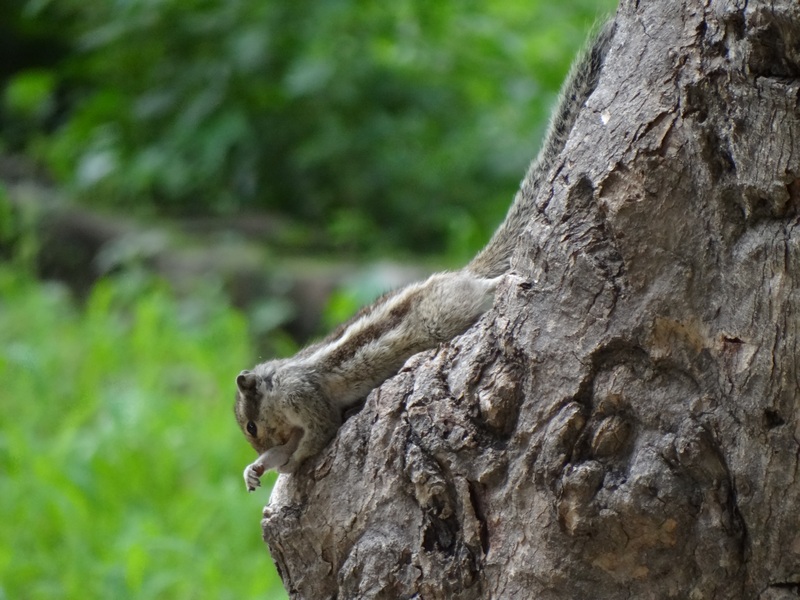 © Vivek Sharma - Squirrel