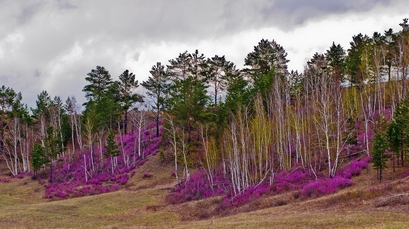 © Mikhail Schergin - Siberian Labrador tea (Rhododendron).