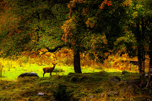 © Tore Heggelund - Autumn light