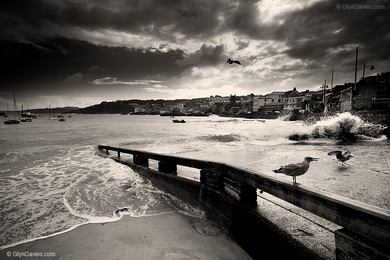 © Glyn Davies - Young Birds in St Ives