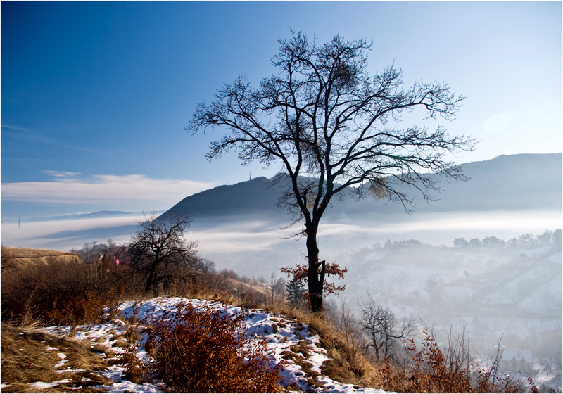 © Leonard Petraru - frosty morning