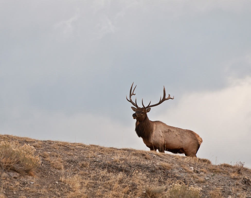 © Кирина Елизавета - Elk on the hill