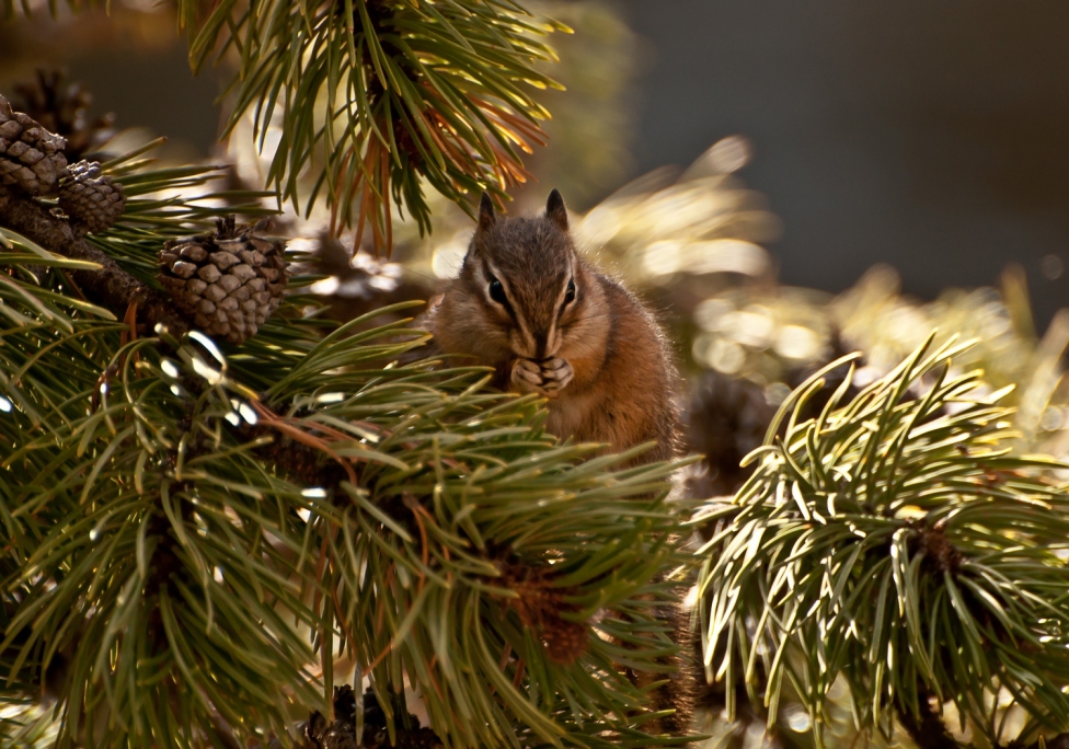 © Кирина Елизавета - Pine and squirrel