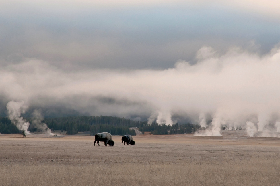 © Кирина Елизавета - Smoking hot springs and bizon