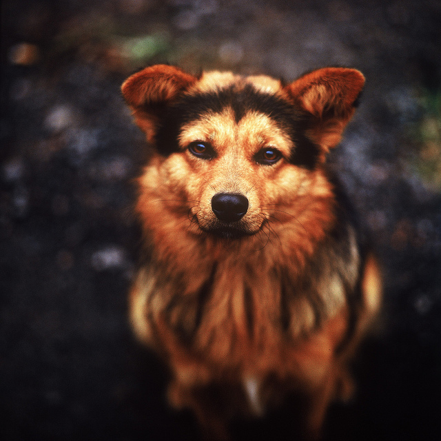 © Kirill Simonov - Dog portrait (3/16/2010)