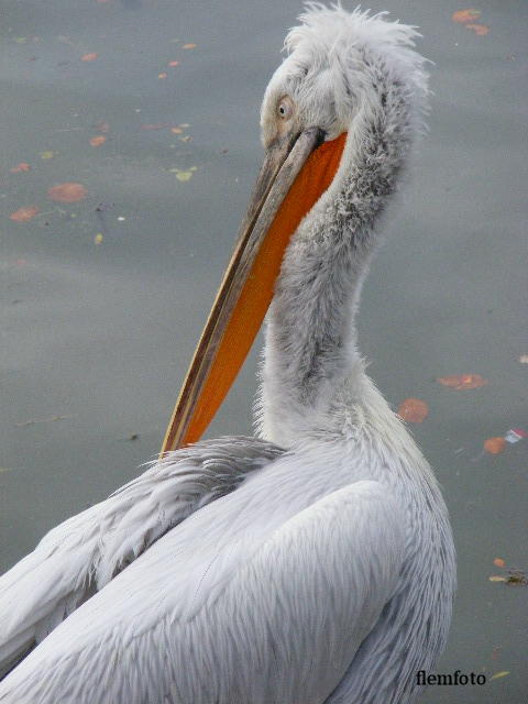 © flemming rasmussen - Big Bird