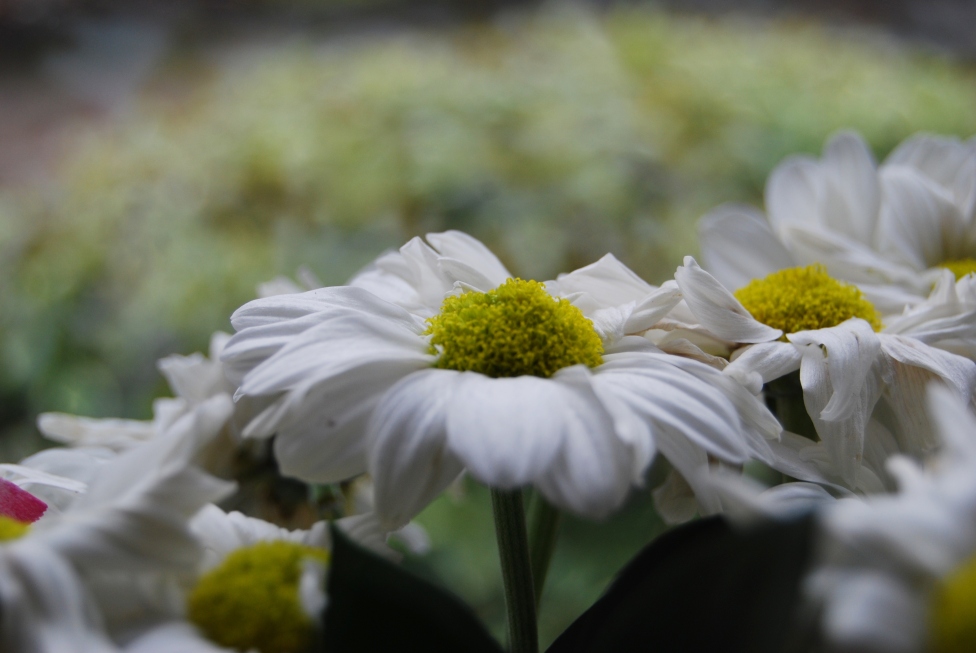 © sophie-marie whaley - Daisies