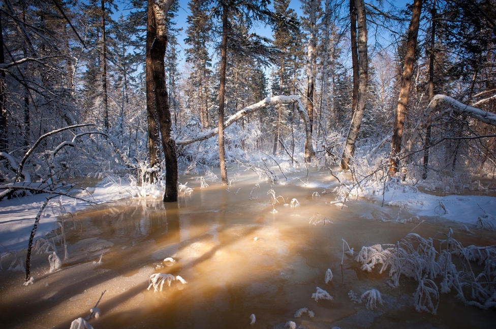 © Mikhail Schergin - Frost and ice...