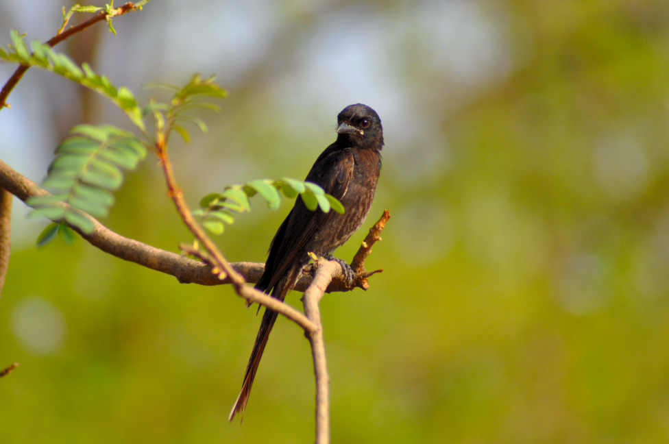 © Susheel Pandey - Bird: Expression Of Freedom