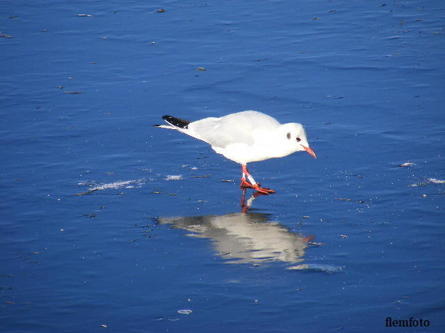 © flemming rasmussen - Ice and bird