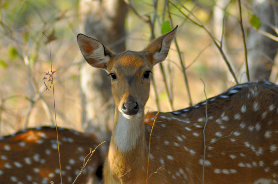 © Susheel Pandey - Innocence