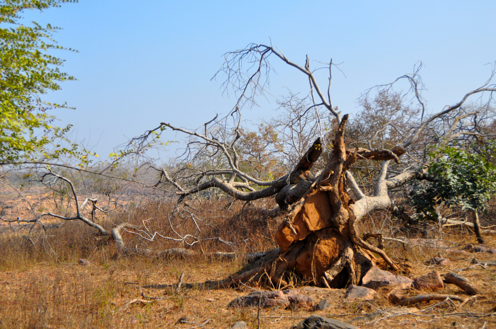 © Susheel Pandey - A Fallen Tree