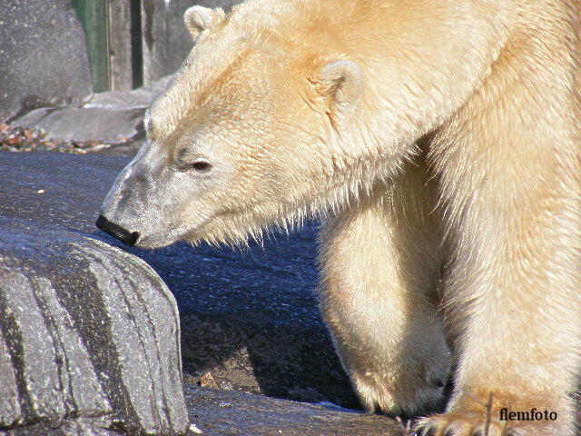 © flemming rasmussen - Polar bear