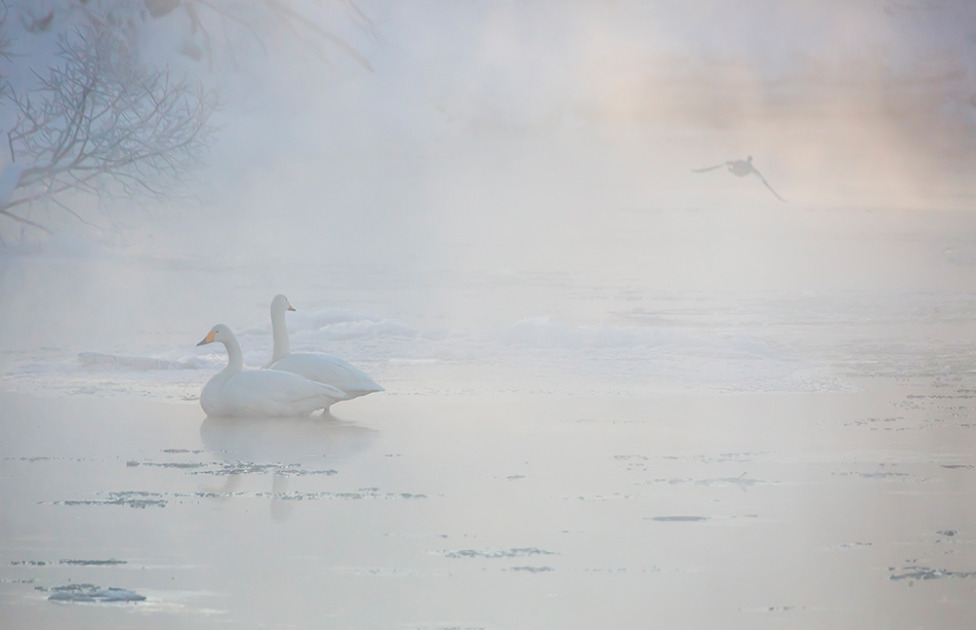 © Денис Будьков - Swans