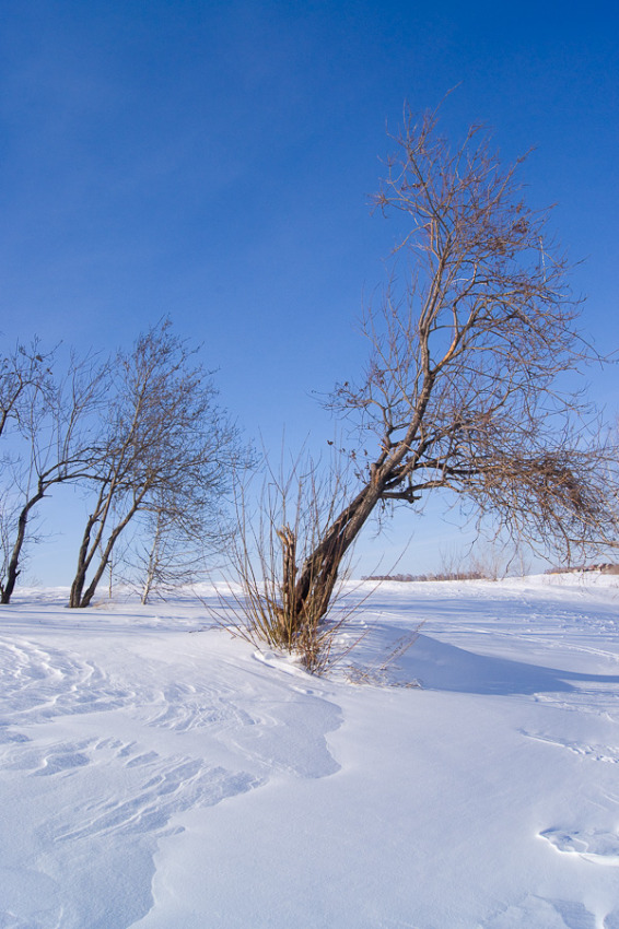 © Alexander Zholobov - Мартовские узоры