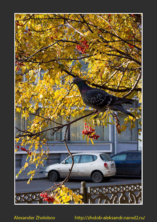 © Alexander Zholobov - Городской этюд