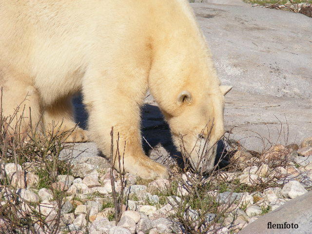 © flemming rasmussen - Polar bear