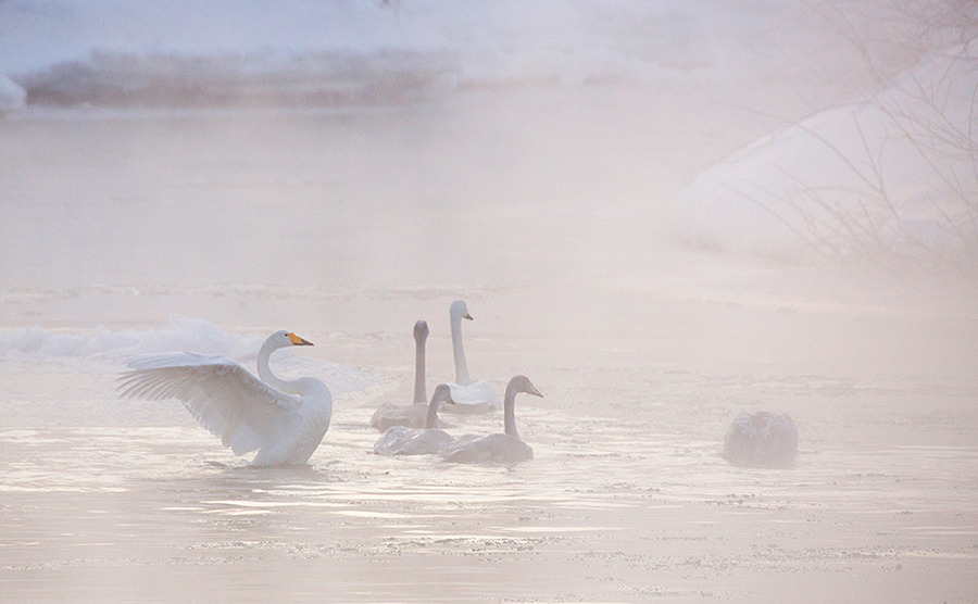 © Денис Будьков - Swan kingdom.