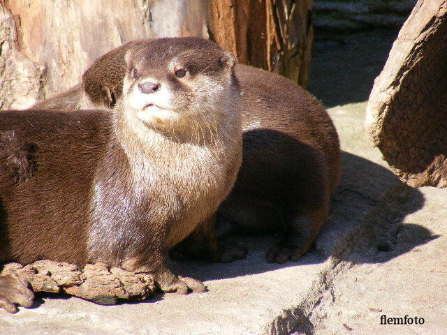 © flemming rasmussen - Otter