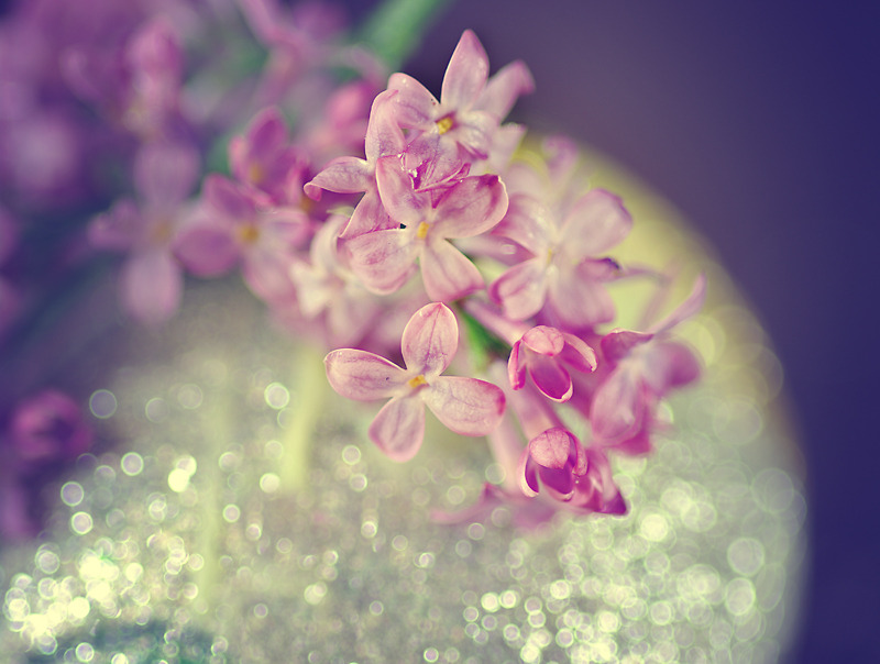 © Emma Marashlyan - flowers planet